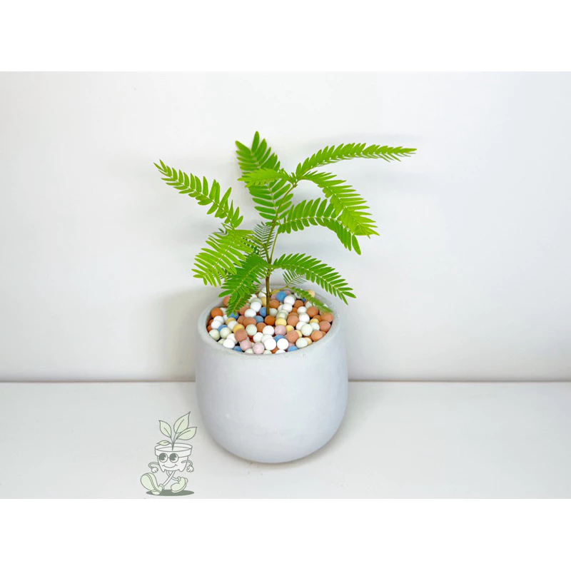 小豆樹-觀葉植物 送禮 水泥盆栽 凱瑞植栽