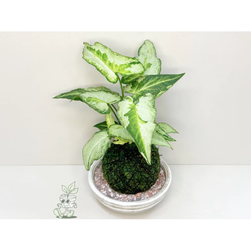 三王合果芋-手作 苔球 療癒 文青 送禮 觀葉植物 室內植物 凱瑞植栽