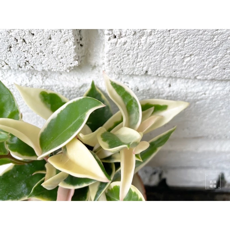 斑葉毬蘭(目前植株較小)-手作 苔球 療癒 文青 送禮 觀葉植物 室內植物 凱瑞植栽