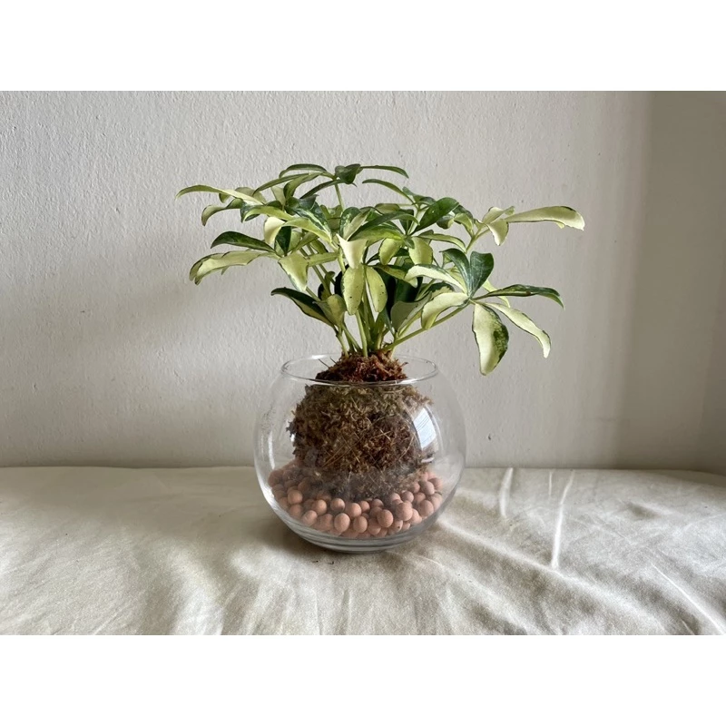 斑葉鵝掌藤-手作 苔球 療癒 文青 觀葉植物 凱瑞植栽