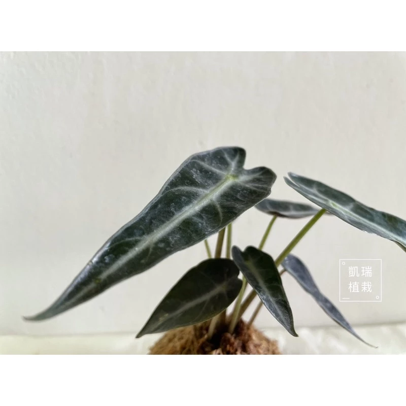 小仙女觀音蓮-手作苔球/苔球/療癒