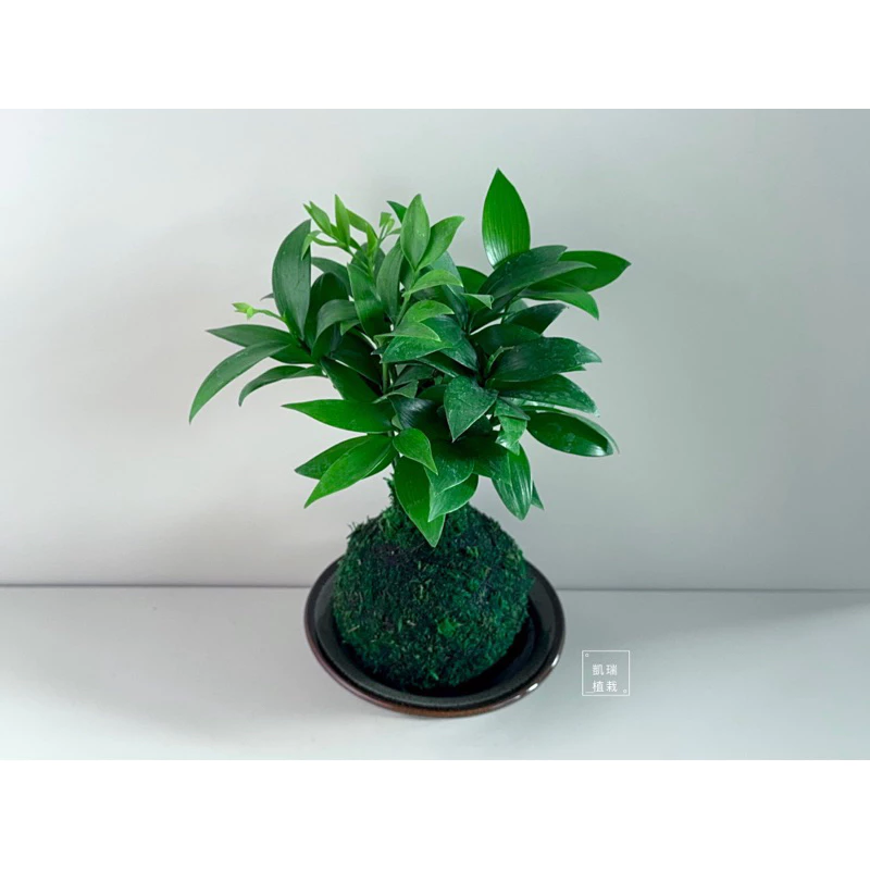 竹柏苔球-手作 苔球 療癒 文青 送禮 觀葉植物 室內植物 凱瑞植栽