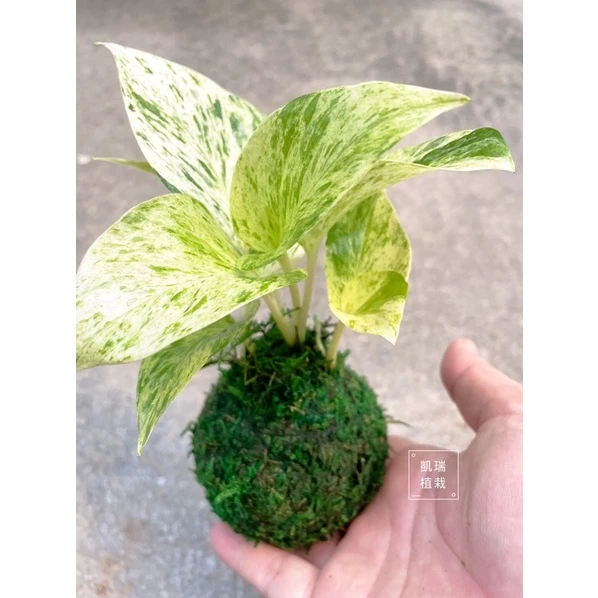 雪花黃金葛苔球-手作 苔球 療癒 凱瑞植栽