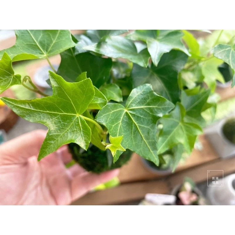 全綠常春藤-手作 苔球 療癒 文青 觀葉植物 凱瑞植栽