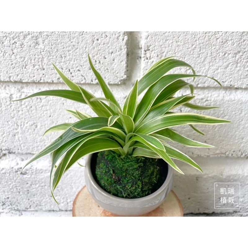 吊蘭(目前植株較小)-手作 苔球 療癒 文青 送禮 觀葉植物 室內植物 凱瑞植栽