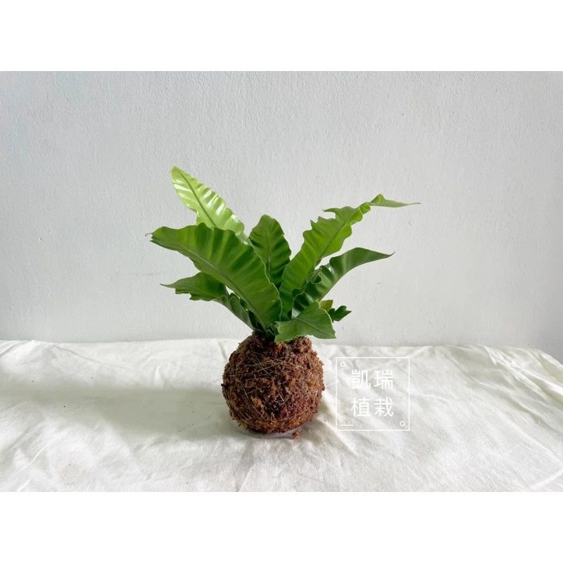 銀翼山蘇(目前植株較小-手作 苔球 療癒 文青 送禮 觀葉植物 室內植物 凱瑞植栽