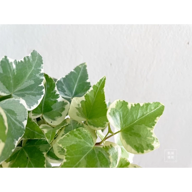 常春藤-手作 苔球 療癒 文青 觀葉植物 凱瑞植栽