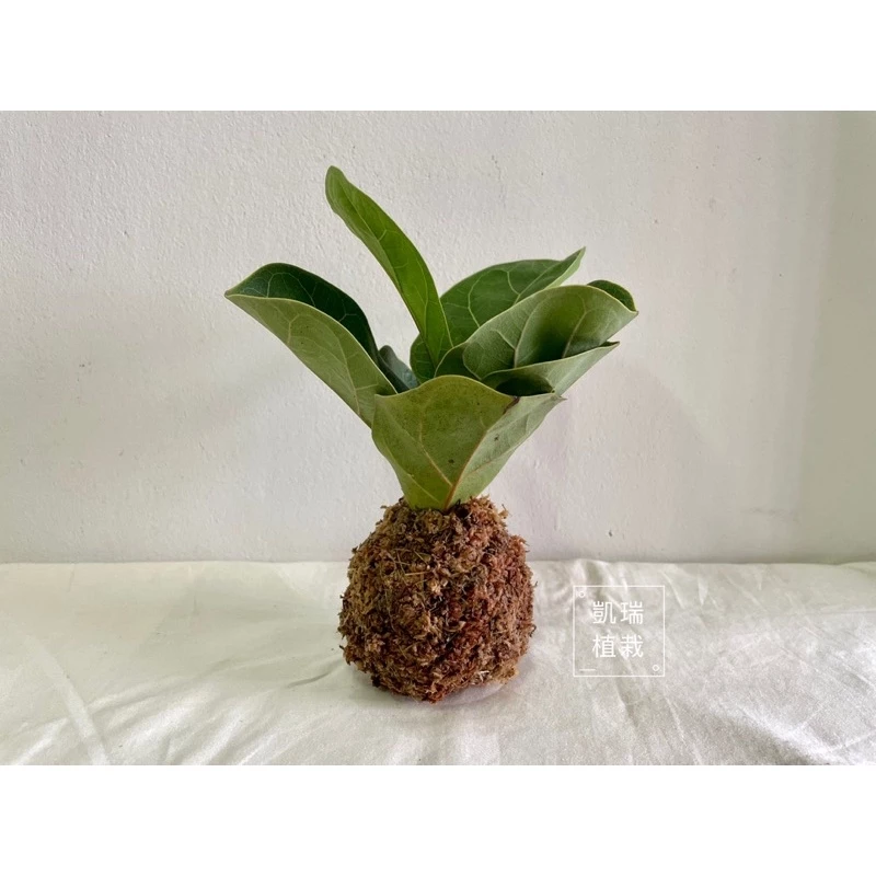 琴葉榕苔球-手作 苔球 療癒 文青 送禮 觀葉植物 室內植物 凱瑞植栽