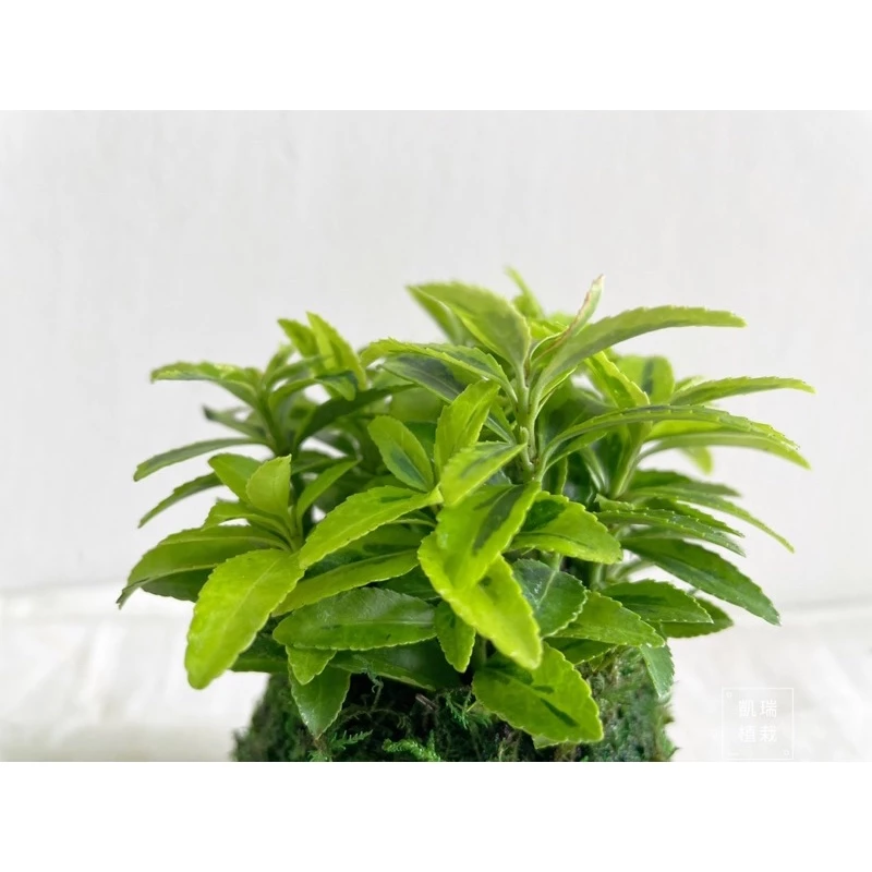 柾木苔球-手作 苔球 療癒 文青 送禮 觀葉植物 室內植物 l凱瑞植栽l