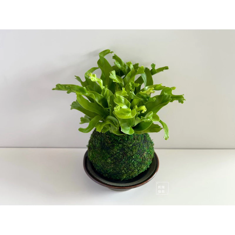 鹿角山蘇-手作 苔球 療癒 文青 送禮 觀葉植物 室內植物 凱瑞植栽