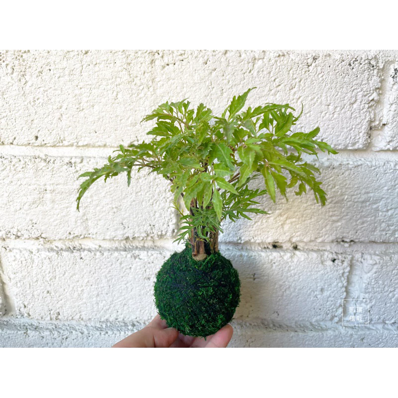 雪花福祿桐/白珍珠福祿桐/羽葉福祿桐-手作 苔球 療癒 文青 送禮 觀葉植物 室內植物 凱瑞植栽