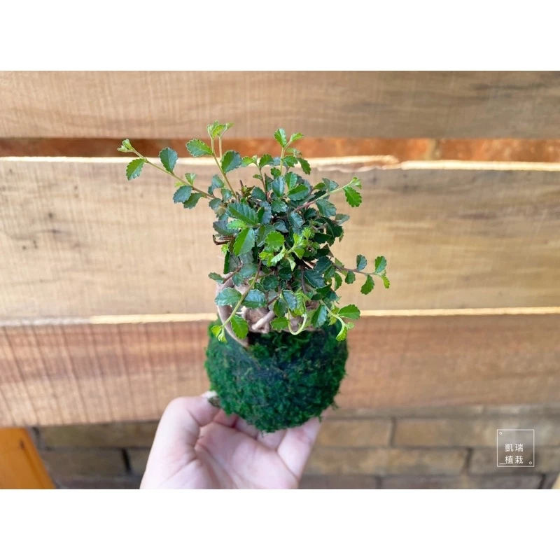 造型榆樹-手作 苔球 療癒 文青 送禮 觀葉植物 室內植物 凱瑞植栽