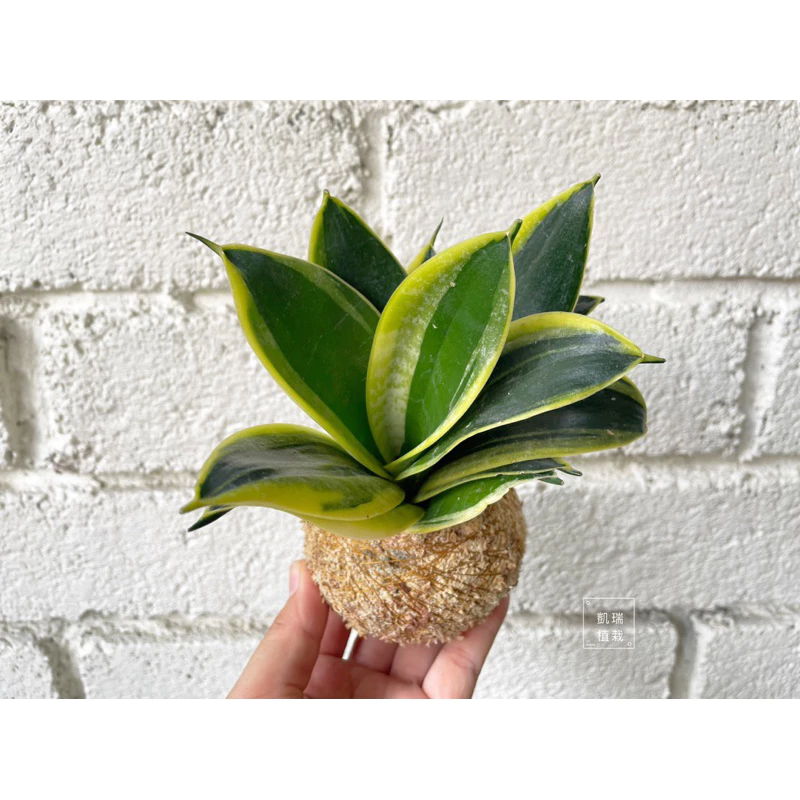 金剛虎尾蘭-手作 苔球 療癒 文青 送禮 觀葉植物 室內植物 凱瑞植栽