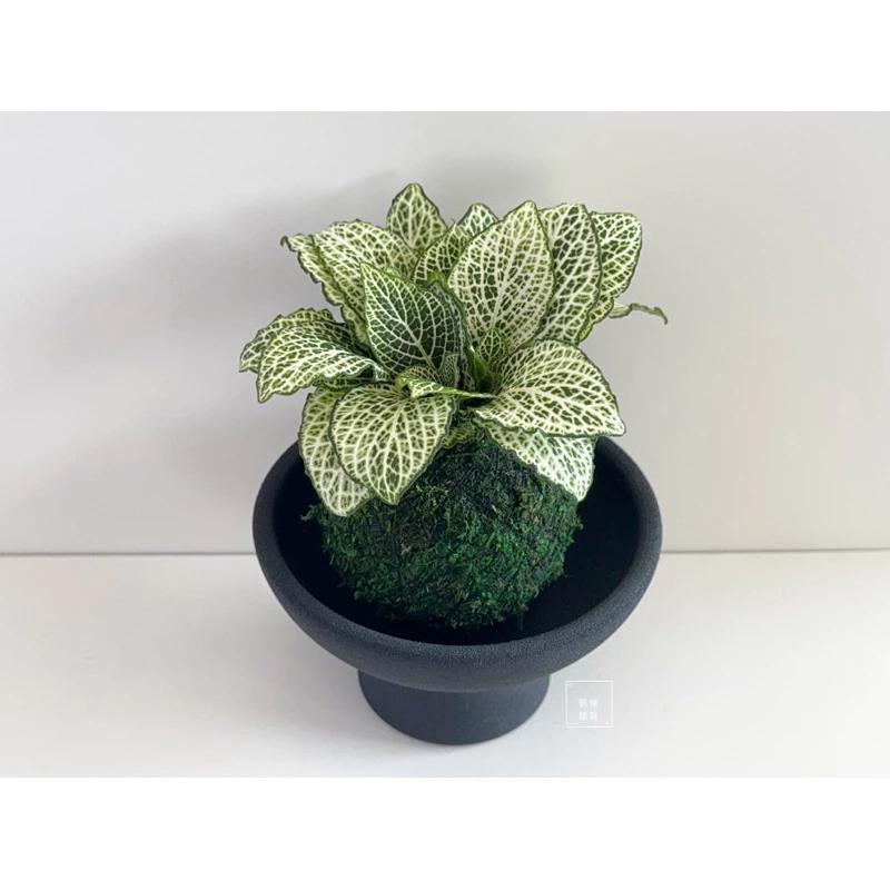 白豹網紋草-手作 苔球 療癒 文青 送禮 觀葉植物 室內植物 凱瑞植栽