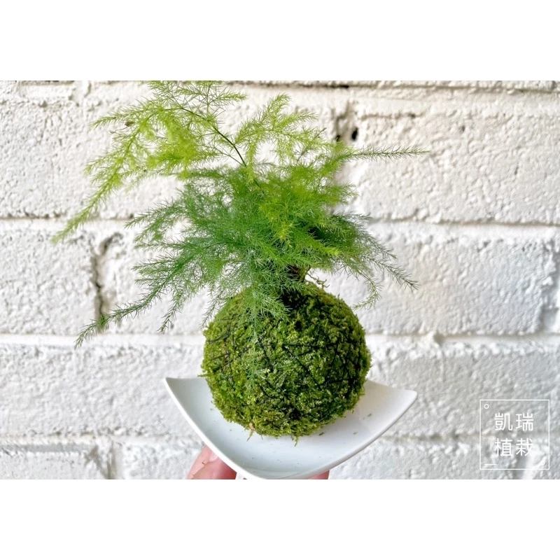 文竹苔球-手作 苔球 療癒 文青 送禮 觀葉植物 室內植物 凱瑞植栽
