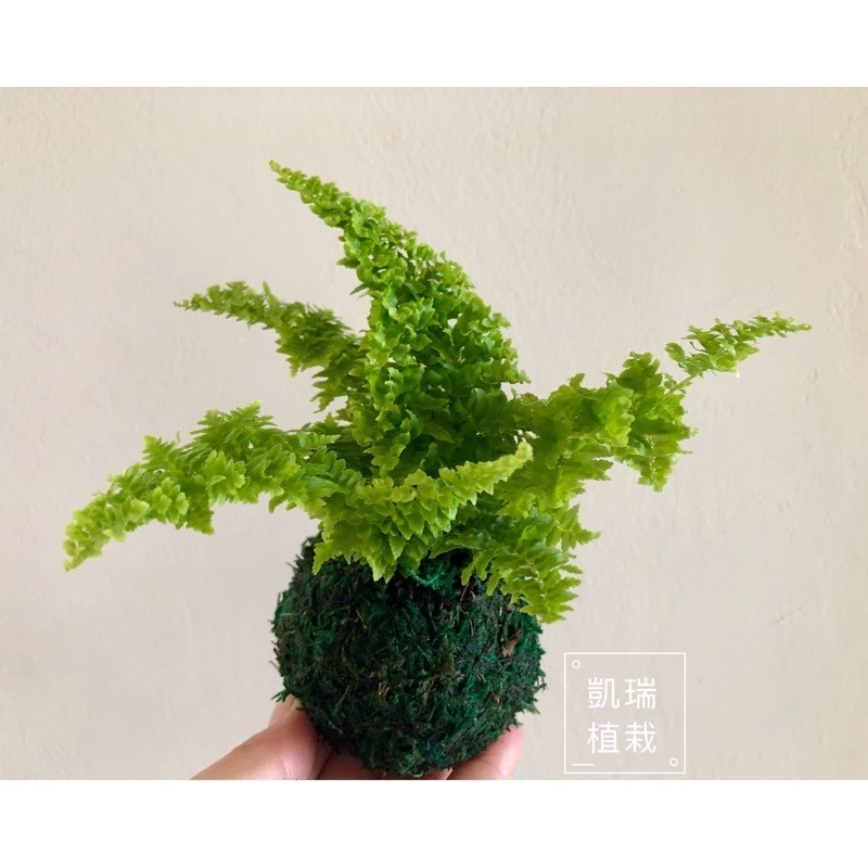 蕾絲蕨苔球-手作 苔球 療癒 文青 送禮 觀葉植物 室內植物 凱瑞植栽
