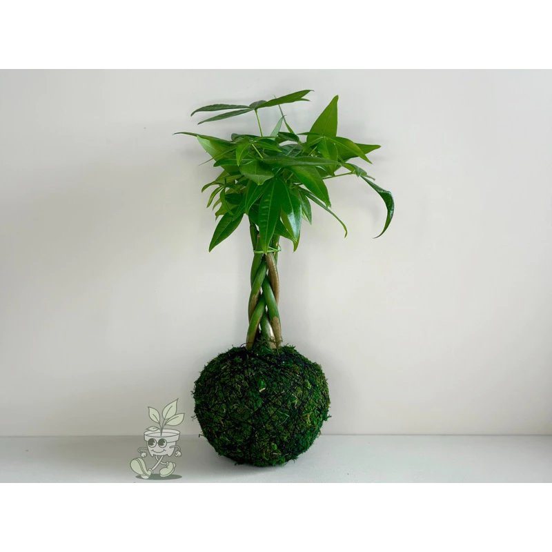 辮子發財樹/招財樹/馬拉巴栗-喜氣/招財/發財-手作 苔球 療癒 文青 送禮 觀葉植物 室內植物 凱瑞植栽