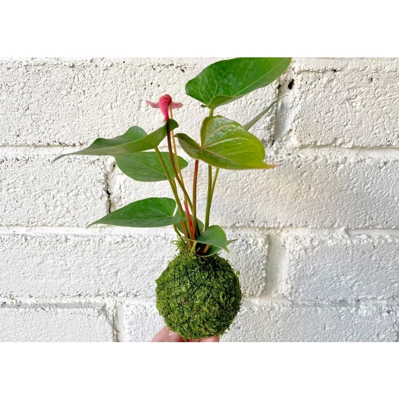 紅/粉/紫/白火鶴系列苔球--手作 苔球 療癒 文青 送禮 觀葉植物 室內植物 凱瑞植栽