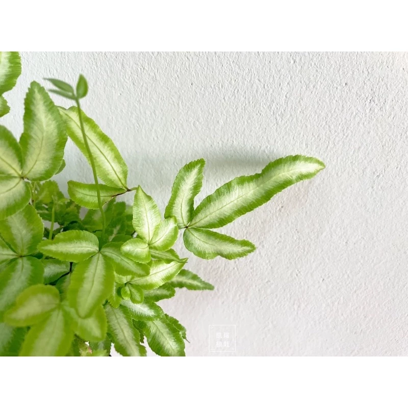 銀脈鳳尾蕨 /Alana 鳳尾蕨/白玉鳳尾蕨(目前植株都較小顆)-手作 苔球 療癒 文青 送禮 觀葉 室內植物 凱瑞植栽