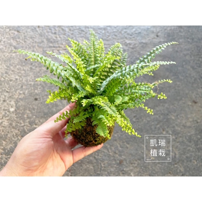 波士頓腎蕨-手作 苔球 療癒 文青 送禮 觀葉植物 室內植物 凱瑞植栽