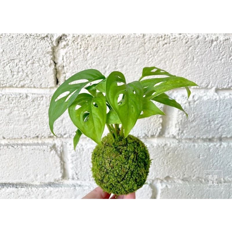窗孔龜背芋（洞洞蔓）-手作 苔球 療癒 文青 送禮 觀葉植物 室內植物 凱瑞植栽