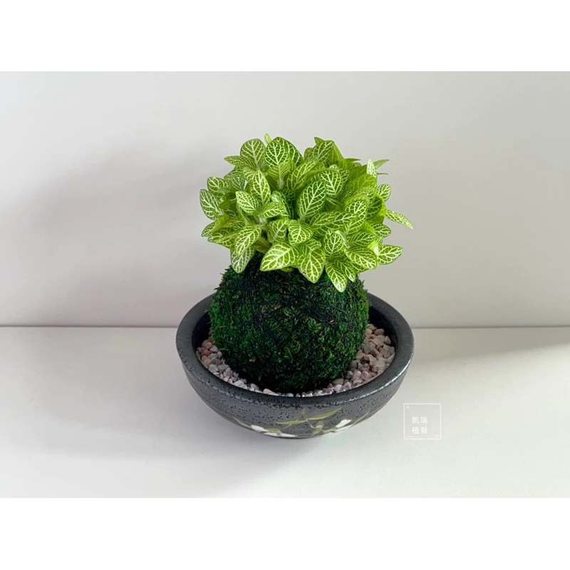 檸檬網紋草-手作 苔球 療癒 文青 送禮 觀葉植物 室內植物 凱瑞植栽