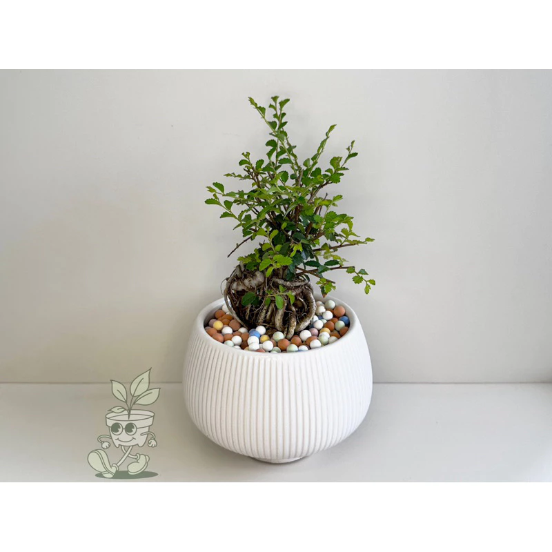 榆樹-觀葉植物 送禮 盆栽 凱瑞植栽