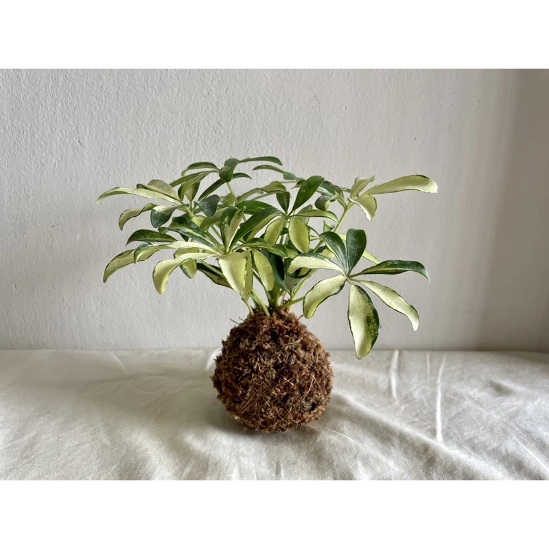 斑葉鵝掌藤-手作 苔球 療癒 文青 觀葉植物 凱瑞植栽