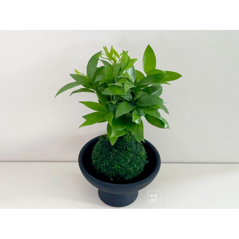 竹柏苔球-手作 苔球 療癒 文青 送禮 觀葉植物 室內植物 凱瑞植栽