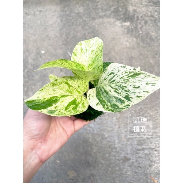 雪花黃金葛苔球-手作 苔球 療癒 凱瑞植栽