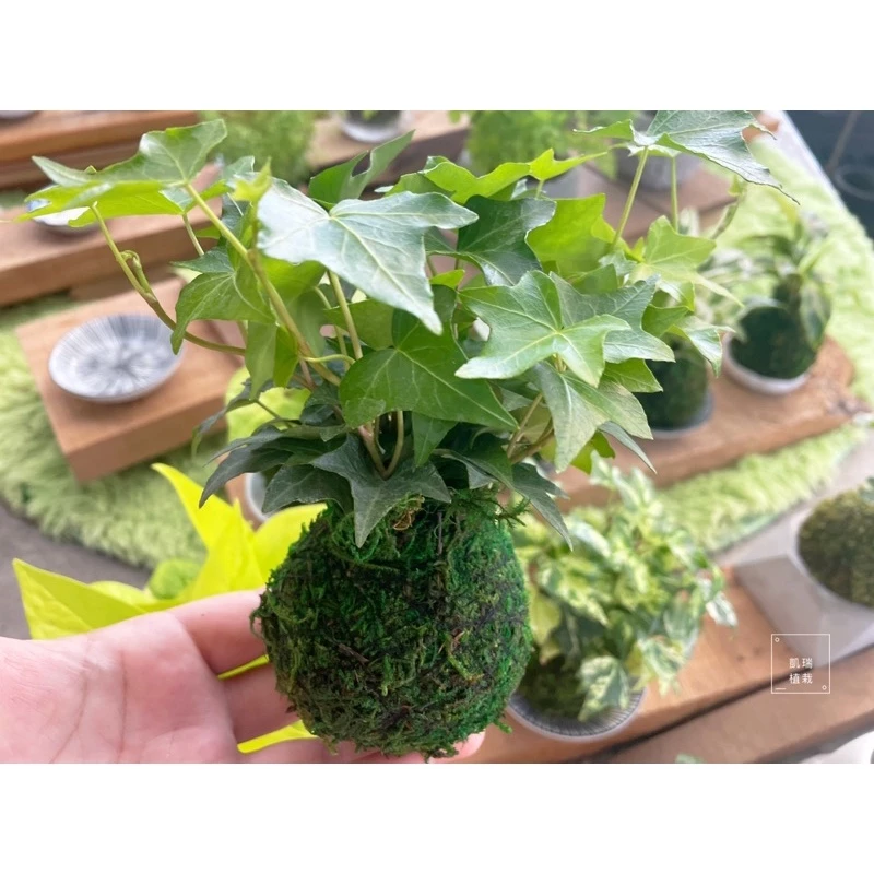 全綠常春藤-手作 苔球 療癒 文青 觀葉植物 凱瑞植栽