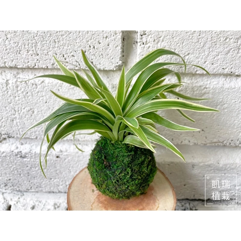 吊蘭(目前植株較小)-手作 苔球 療癒 文青 送禮 觀葉植物 室內植物 凱瑞植栽