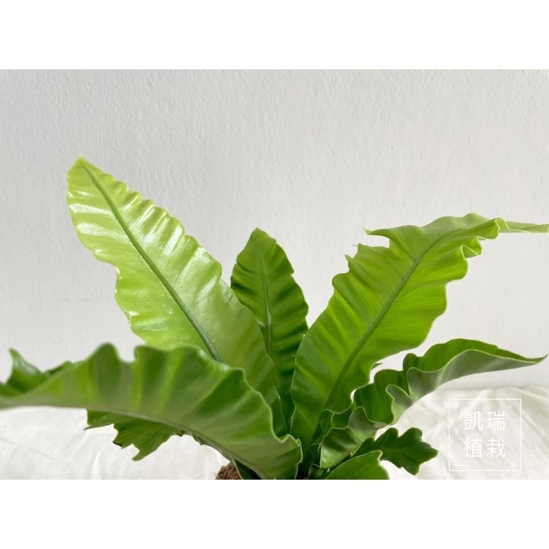 銀翼山蘇(目前植株較小-手作 苔球 療癒 文青 送禮 觀葉植物 室內植物 凱瑞植栽