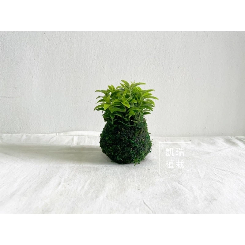 柾木苔球-手作 苔球 療癒 文青 送禮 觀葉植物 室內植物 l凱瑞植栽l