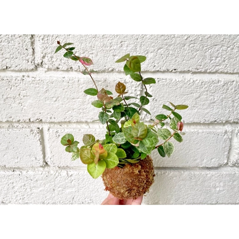 初雪葛/花葉絡石（植株目前小一點點）-手作 苔球 療癒 文青 送禮 觀葉植物 室內植物 凱瑞植栽