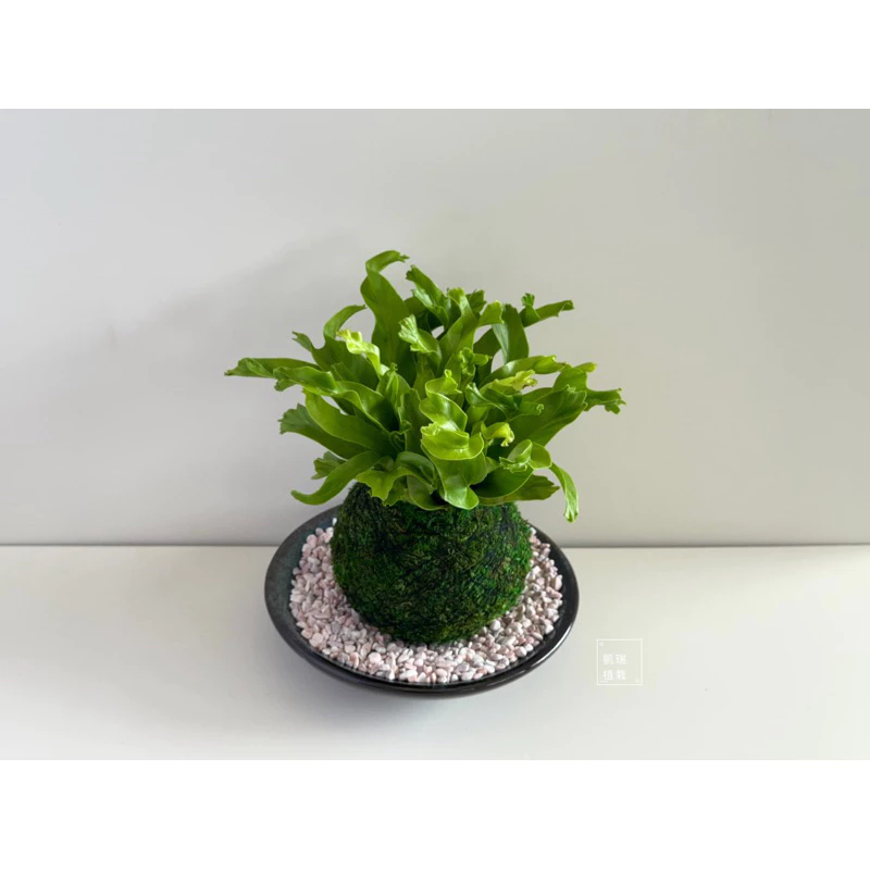 鹿角山蘇-手作 苔球 療癒 文青 送禮 觀葉植物 室內植物 凱瑞植栽
