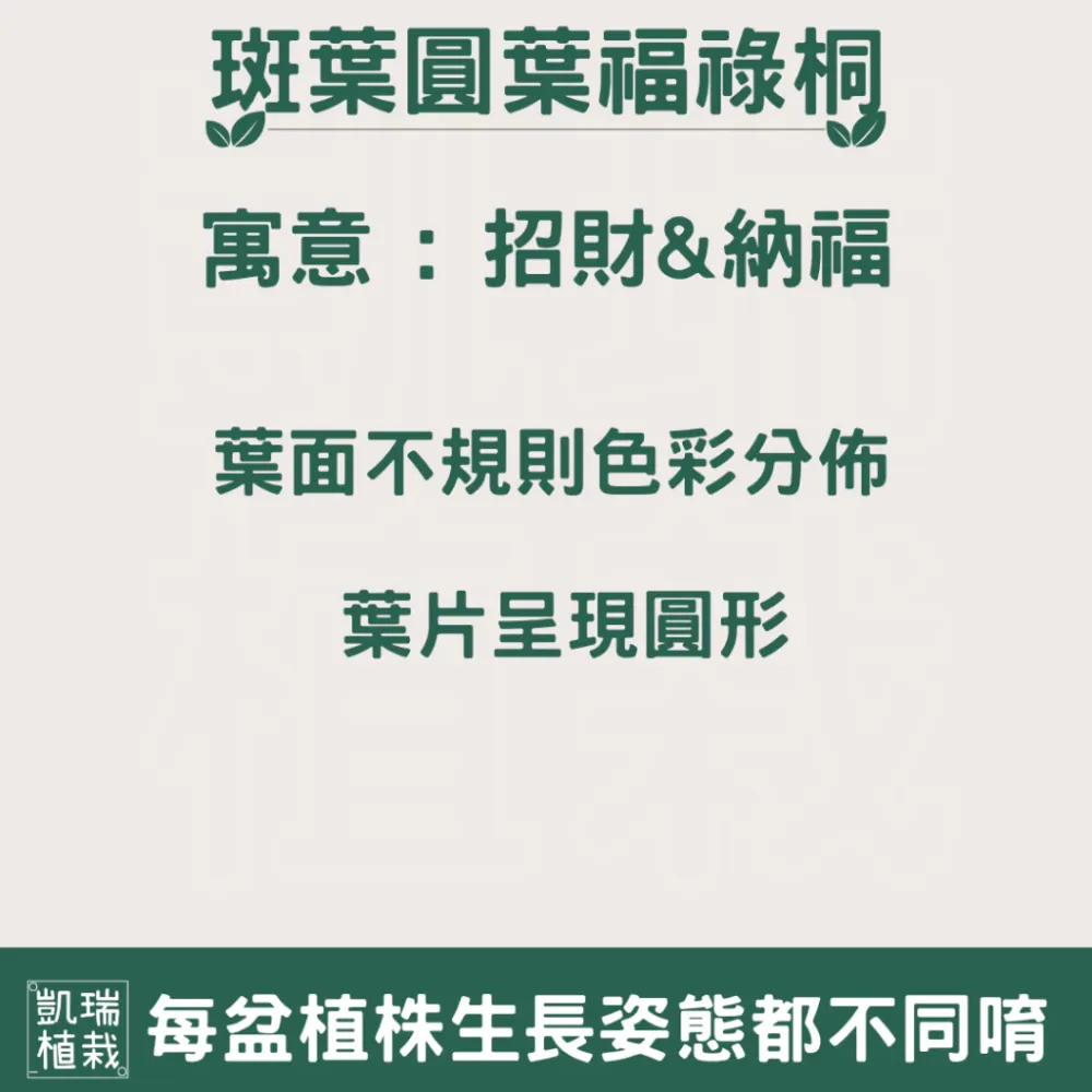 斑葉圓葉福祿桐-手作 苔球 療癒 文青 送禮 觀葉植物 室內植物 凱瑞植栽