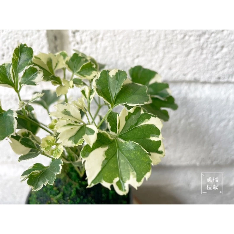 雪花福祿桐/白珍珠福祿桐/羽葉福祿桐-手作 苔球 療癒 文青 送禮 觀葉植物 室內植物 凱瑞植栽