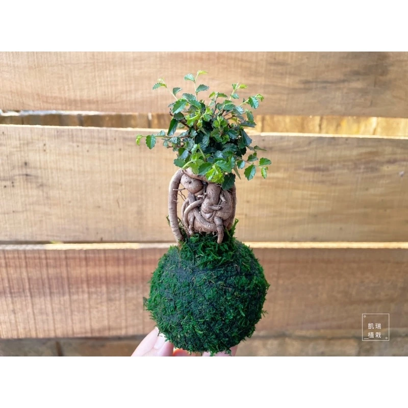 造型榆樹-手作 苔球 療癒 文青 送禮 觀葉植物 室內植物 凱瑞植栽