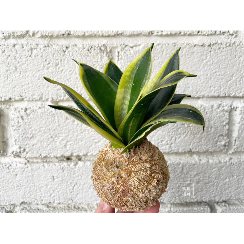 金剛虎尾蘭-手作 苔球 療癒 文青 送禮 觀葉植物 室內植物 凱瑞植栽