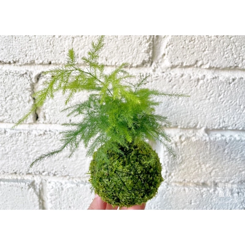 文竹苔球-手作 苔球 療癒 文青 送禮 觀葉植物 室內植物 凱瑞植栽