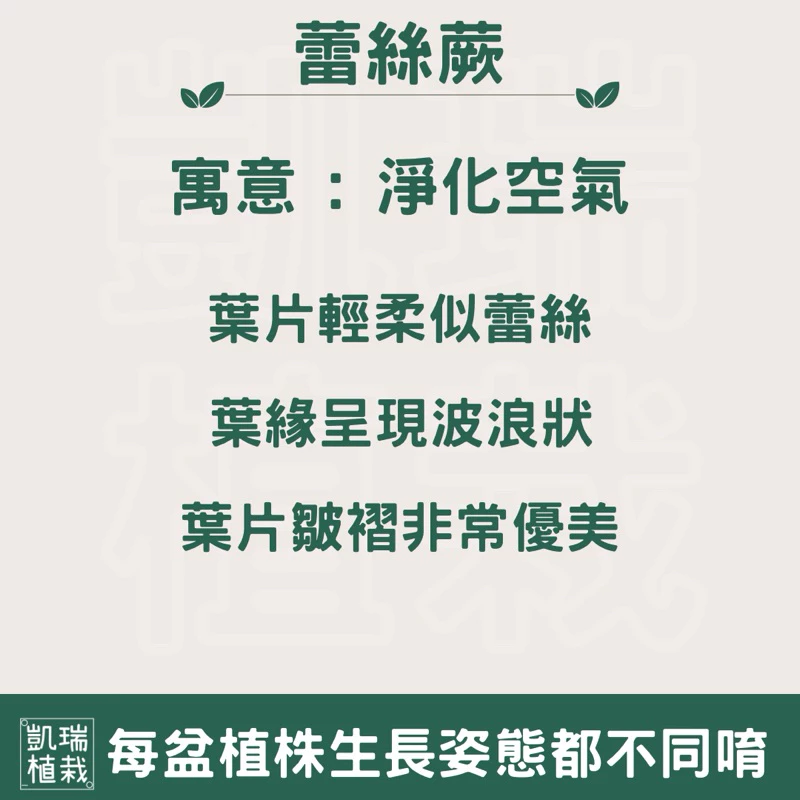 蕾絲蕨苔球-手作 苔球 療癒 文青 送禮 觀葉植物 室內植物 凱瑞植栽