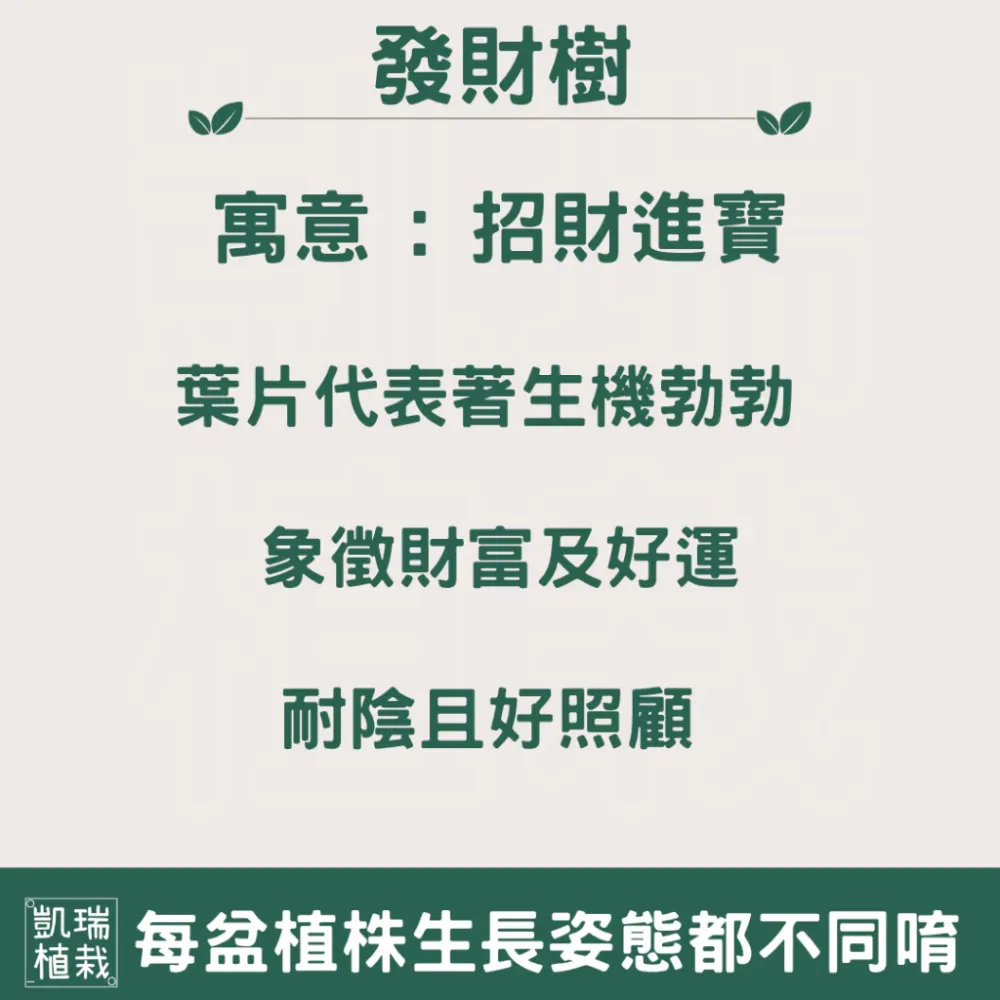 辮子發財樹/招財樹/馬拉巴栗-喜氣/招財/發財-手作 苔球 療癒 文青 送禮 觀葉植物 室內植物 凱瑞植栽