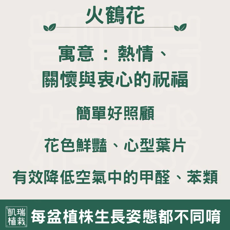 紅/粉/紫/白火鶴系列苔球--手作 苔球 療癒 文青 送禮 觀葉植物 室內植物 凱瑞植栽