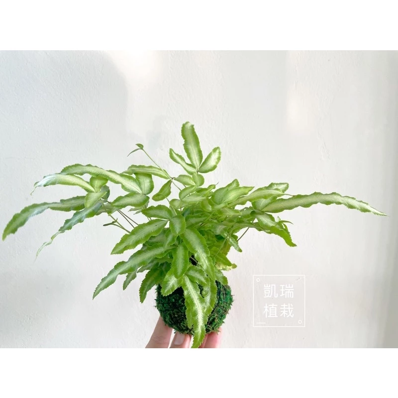 銀脈鳳尾蕨 /Alana 鳳尾蕨/白玉鳳尾蕨(目前植株都較小顆)-手作 苔球 療癒 文青 送禮 觀葉 室內植物 凱瑞植栽