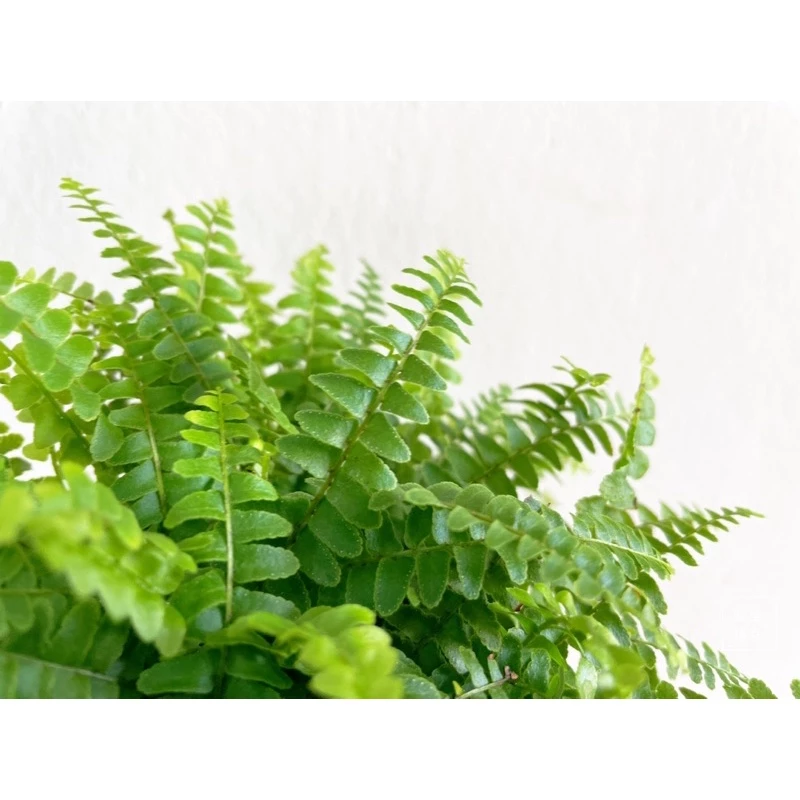 波士頓腎蕨-手作 苔球 療癒 文青 送禮 觀葉植物 室內植物 凱瑞植栽