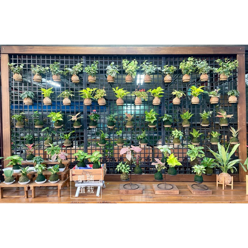 凱瑞植栽-綠色水草苔球 隨機款式出貨-特價 幫你挑 驚喜包 配到好 手作 苔球 療癒 凱瑞植栽