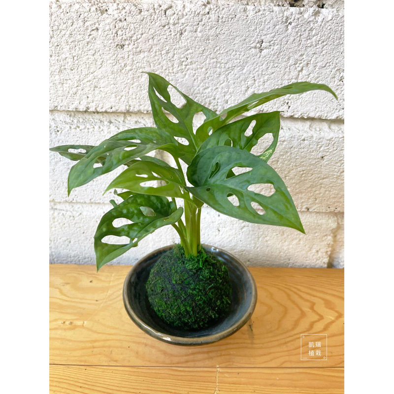 窗孔龜背芋（洞洞蔓）-手作 苔球 療癒 文青 送禮 觀葉植物 室內植物 凱瑞植栽