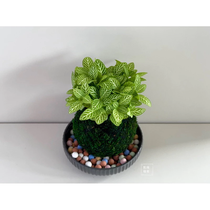 檸檬網紋草-手作 苔球 療癒 文青 送禮 觀葉植物 室內植物 凱瑞植栽