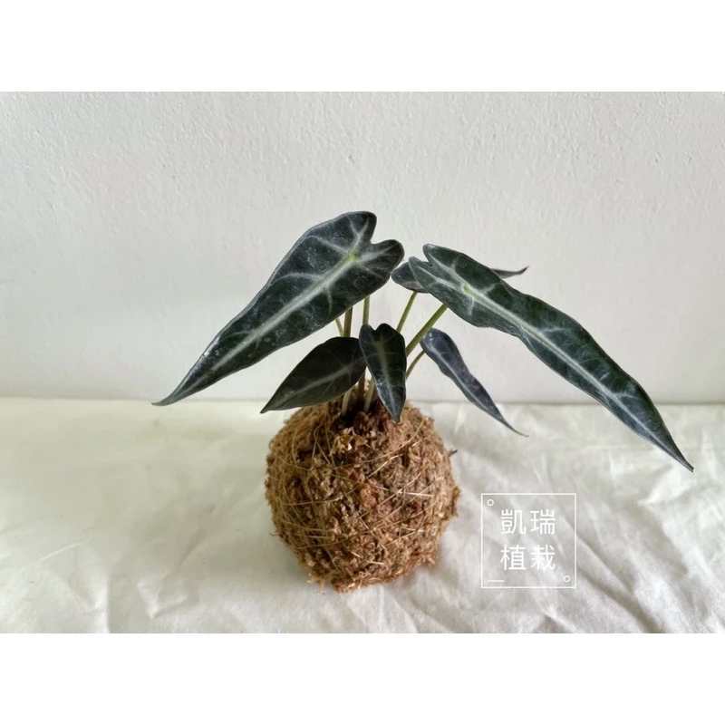 小仙女觀音蓮-手作苔球/苔球/療癒